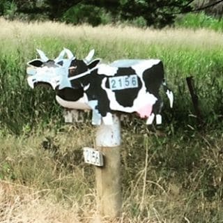 Cow letterbox. Special