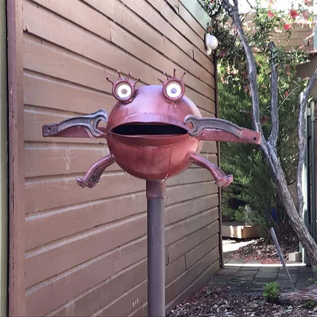 Canberra tool frog